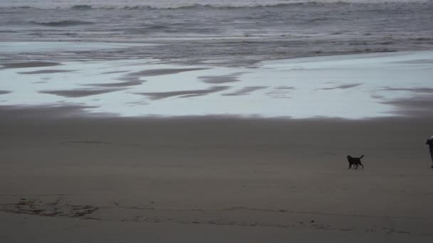 Flicka Och Hennes Två Hundar Går Och Leker Strand — Stockvideo