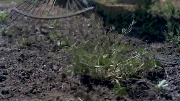 Close View Rusty Rake Being Used Clean Garden Dirt Weeds — 비디오