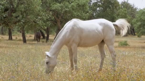 Biały Koń Pasący Się Polu Trawy Koncepcja Pola Uprawnego Piękny — Wideo stockowe