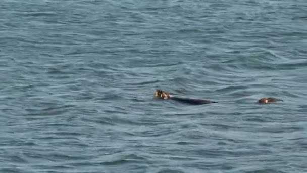 Mutter Und Welpe Des Südlichen Seeotters Ruhen Meeresschutzgebiet Elkhorn Slough — Stockvideo