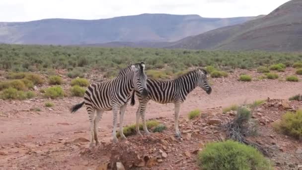 Zebras Reträtt Sydafrika — Stockvideo