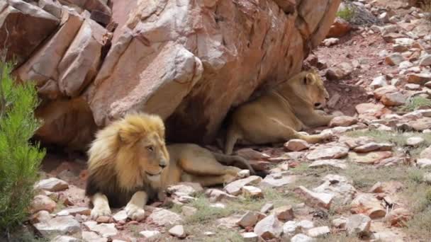 Lions Détendre Retraite Afrique Sud — Video