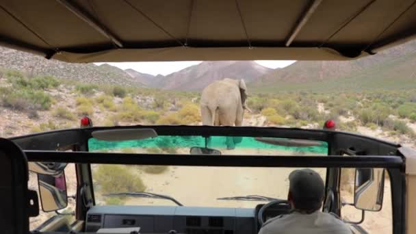 Elefanter Promenader Framför Turné Bil — Stockvideo