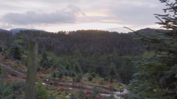 Різдвяна Ялинка Плантація Лісом Відстані Повітряна Сторона — стокове відео
