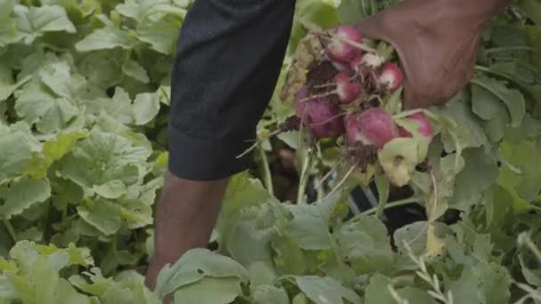 Jardinier Cueillette Collecte Betteraves Mûres Ses Plantes Dans Les Jardins — Video