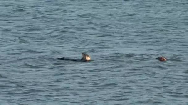 Seeotter Mutter Ernährt Sich Während Baby Schläft — Stockvideo