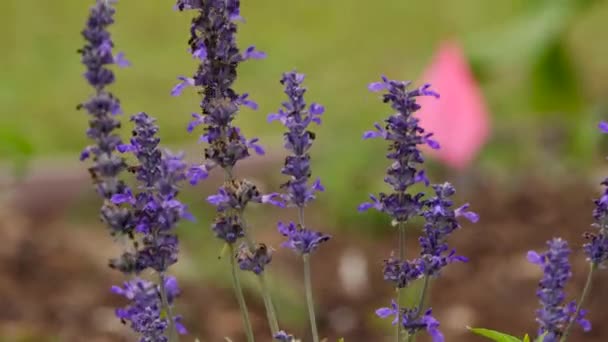 Lavender Flowers Pada Hari Berangin — Stok Video