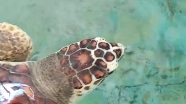 Loggerhead Sea Turtle Caguama Havsvatten Gård Damm Viltreservat Närbild — Stockvideo