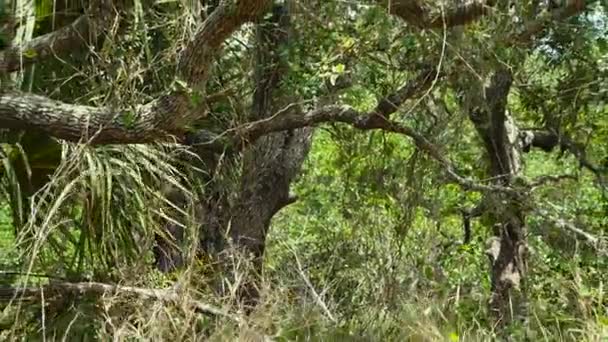 Marais Par Une Journée Venteuse Rockport Texas — Video