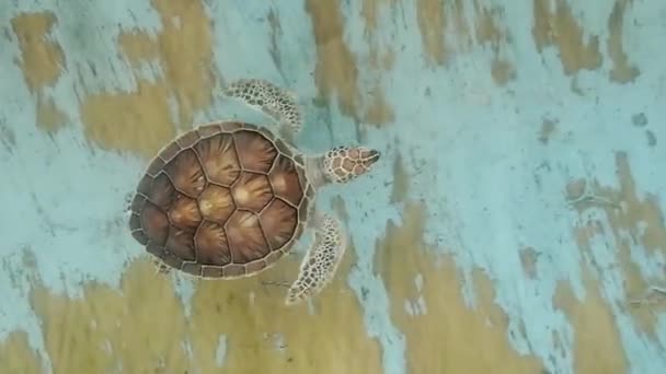 绿海龟在海水养殖场池塘游泳 野生动物保护区 手持射击 — 图库视频影像