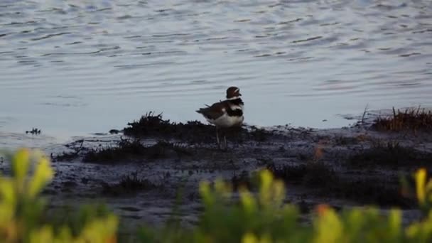 テキサス州ロックポートのクリーク沿いの鳥の放牧 — ストック動画