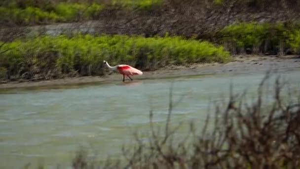 Roseate Spoonbill Durante Pastoreo Comida — Vídeo de stock