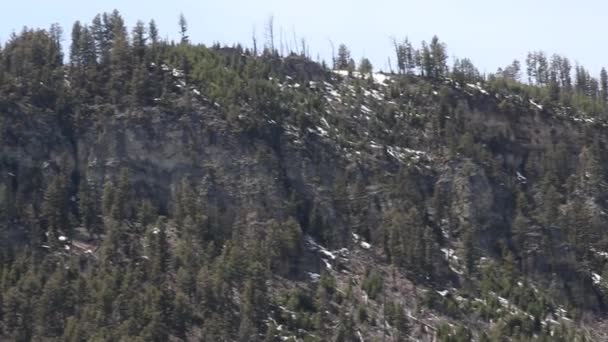 Forested Yellowstone Mountains Spring — Stockvideo