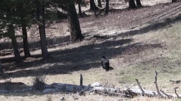Чорний Ведмідь Спостерігає Своєю Здобиччю — стокове відео