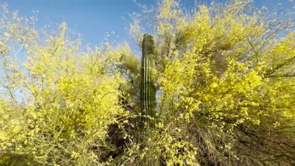 Saguaro Kaktus Umgeben Von Leuchtend Gelben Palo Verde Bäumen Voller — Stockvideo