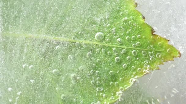 Frozen Green Leaf Air Bubbles Zoom Shot — Stockvideo