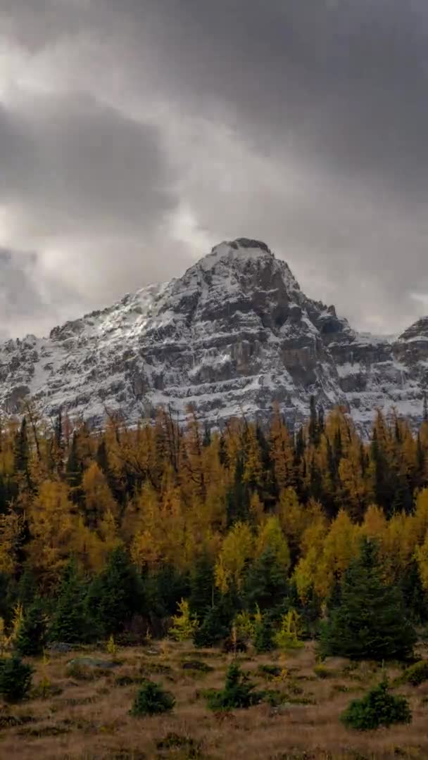 Vertical Time Lapse Nubes Oscuras Que Mueven Sobre Bosque Larch — Vídeos de Stock