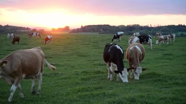 Számos Tejelő Tehén Legel Napnyugtakor Európában Egy Állat Közeledik Széles — Stock videók