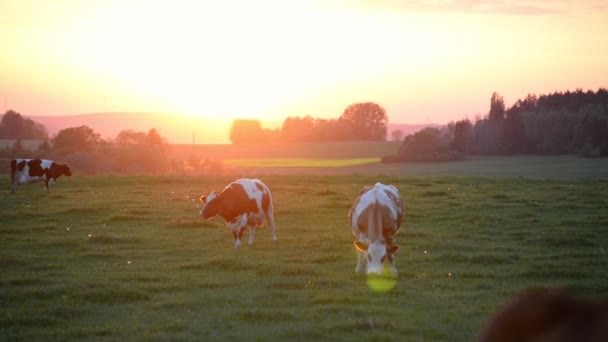 Tres Vacas Lecheras Pastando Frente Atardecer Asombrosamente Vibrante Europa Central — Vídeos de Stock