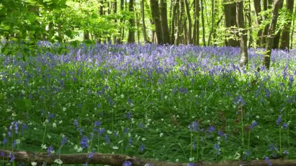 Rack Összpontosítani Masszív Területen Harangláb Remegő Tavaszi Szellő Cornwall Anglia — Stock videók