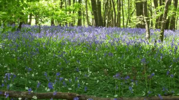 英国康沃尔的草地上覆盖着一片蓝铃花 — 图库视频影像