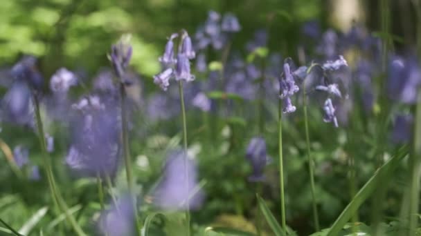 Close Slow Motion Scherpstellen Engelse Bluebells Beven Een Lichte Bries — Stockvideo