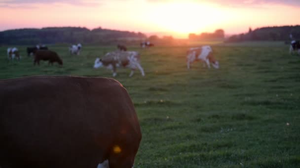 背景にいくつかの牛と緑豊かな牧草地で日没時に茶色の酪農牛 手持ちの傾斜ショット — ストック動画