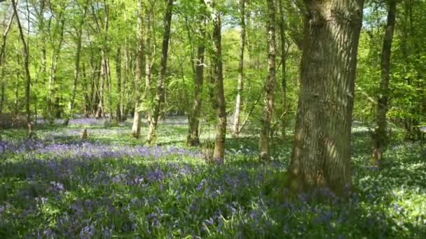 Bluebells Varrem Chão Floresta Cornwall Inglaterra Reino Unido — Vídeo de Stock