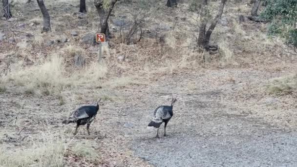 两只亚利桑那州野生的火鸡在大自然中悠闲自在地到处走着 — 图库视频影像