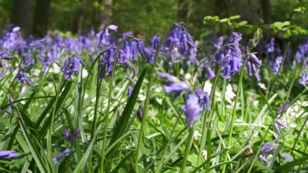 Primer Plano Vibrantes Flores Bluebell Cornwall Inglaterra Reino Unido — Vídeos de Stock