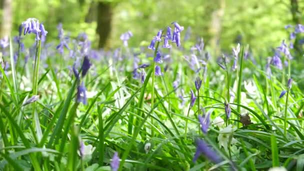 Głębokość Pola Close Ground Level English Bluebells Delikatnie Poruszające Się — Wideo stockowe