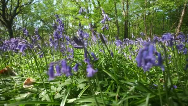 Primo Piano Bluebell Frusciato Una Brezza Primaverile Cornovaglia Inghilterra Regno — Video Stock