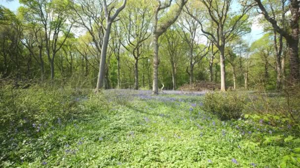 Flecken Von Blauglocken Steigen Leicht Cornwall England Großbritannien — Stockvideo