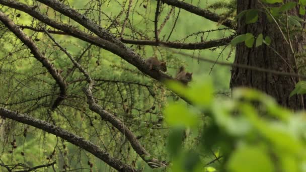 Deux Écureuils Jouent Sur Branche Arbre Dans Une Jungle Verte — Video