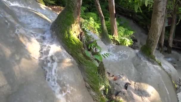 Los Árboles Crecen Entre Agua Corriendo Que Fluye Cascada Medio — Vídeos de Stock