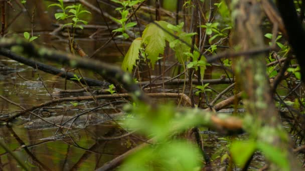 加拿大跳蚤在被森林树叶环绕的森林池塘水面上跳跃 — 图库视频影像