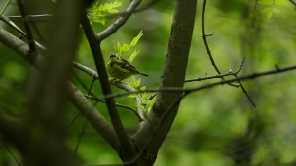 マグノリアウォブラーの森の木の枝に 離れて飛んでパーチした 墨英緑葉の背景 — ストック動画