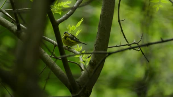 Magnoliasångare Satt Skogsträdgren Och Flög Iväg Bokeh Gröna Blad Bakgrund — Stockvideo