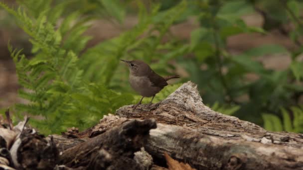 House Wren Lookout Standing Log — Stock Video