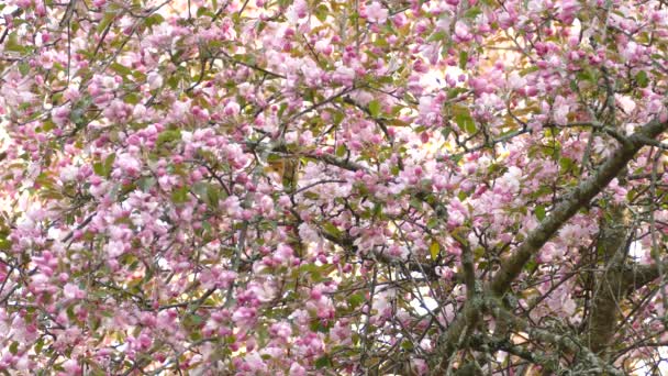 Philadelphie Vireo Sautant Branche Branche Sur Cerisier Rose — Video