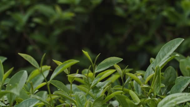 Близько Жінки Рука Збирає Свіжий Зелений Чай Терасі Чайної Плантації — стокове відео
