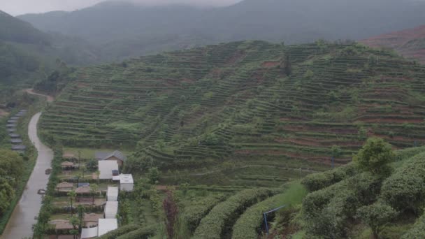 在阴雨天 山坡上有中国绿茶种植园梯田 下面有旅游帐篷 — 图库视频影像