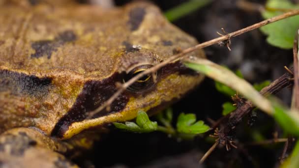 Frog Yellow Brown Colored Skin Hiding Grass Close — Stock Video