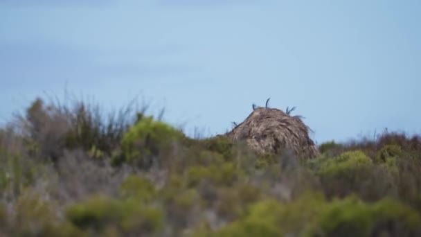 Single Ostrich Grazing Amongst Fynbos Windy Conditions Cape Point Rsa — Stockvideo