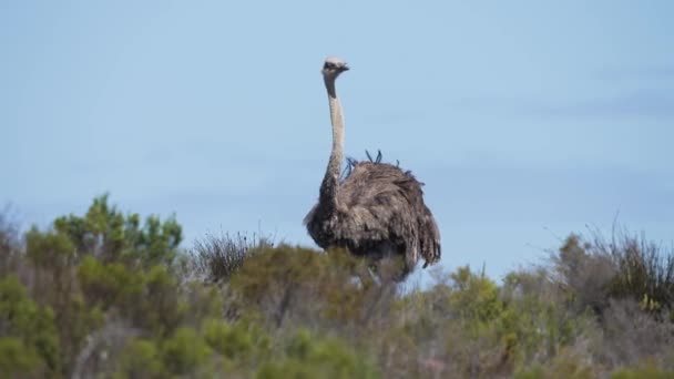 Tall South African Ostrich Looking Camera Hiding Head Bush — Stockvideo