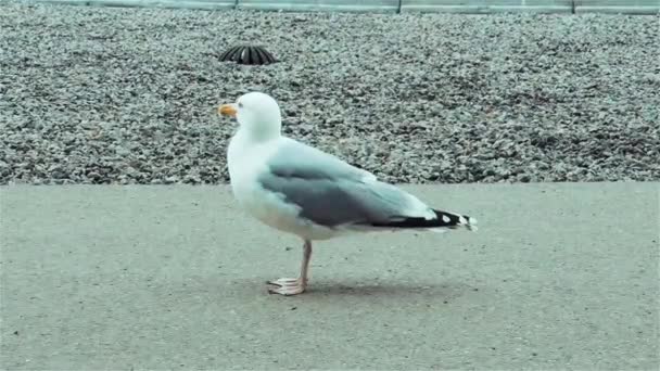 Funny Seagull European Herring Gull Larus Argentatus Cloudy Day — Stockvideo