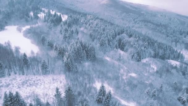白雪に覆われた広大な森の空中ビュー 冬の風景 — ストック動画