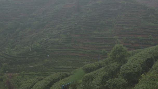 Agricultores Chineses Plantação Chá Descendo Encosta Terraços Chá Dia Chuvoso — Vídeo de Stock