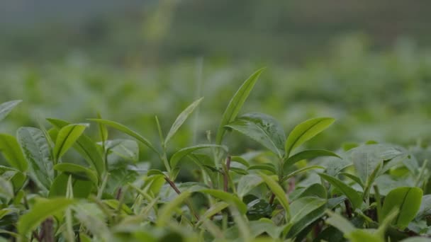 Падіння Дощу Падає Свіже Зелене Листя Чаю Гірській Терасі Китаї — стокове відео