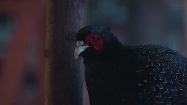Black Pheasant Sitting Tree Midnight Melanistic Mutant Close — Stock video